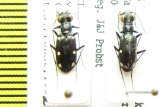 Setinteridenta rhydidopteroides  Nepal - INSECTS-STORE.RU