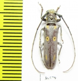 Prosopocera wahlbergi  Namibia - INSECTS-STORE.RU