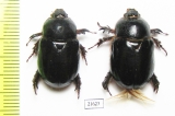 Temnorhynchus sp.  South Africa Rep. - INSECTS-STORE.RU