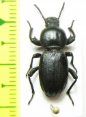 Scaurus uncinus  Morocco - INSECTS-STORE.RU