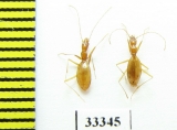 Aphaenops hustachei  France - INSECTS-STORE.RU