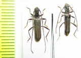 Ossibia murina  Namibia - INSECTS-STORE.RU
