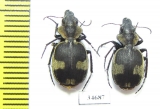 Graphipterus sp.  South Africa Rep. - INSECTS-STORE.RU
