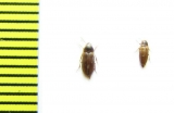 Abdera affinis  Russia, Moscow reg. - INSECTS-STORE.RU