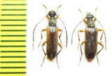 Alosterna tabacicolor bivittis, pair  Russia, Tuva reg. - INSECTS-STORE.RU