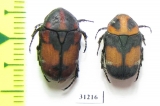 Cetoniinae sp.  China, Yunnan prov. - INSECTS-STORE.RU