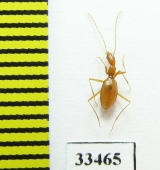 Aphaenops crypticola  France - INSECTS-STORE.RU