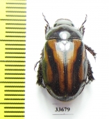 Metadorodocia sp.  Madagascar - INSECTS-STORE.RU