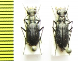 Cicindela sp., pair  USA, Florida - INSECTS-STORE.RU
