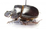 Catharsius sp.  Gabon - INSECTS-STORE.RU