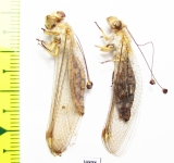 Ascalaphidae sp.  Tajikistan - INSECTS-STORE.RU