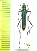 Chloridolum cinnyria  Malaysia, Borneo - INSECTS-STORE.RU