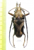 Paraleprodera triangularis  Thailand - INSECTS-STORE.RU