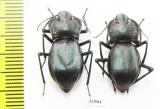 Cyphogenia limbata  Kazakhstan - INSECTS-STORE.RU