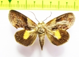 Noctuidae sp.  Bolivia - INSECTS-STORE.RU