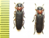 Phytoecia astrate  Armenia - INSECTS-STORE.RU