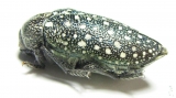 Julodis euphratica ? karelini  Iran, Sistan prov. - INSECTS-STORE.RU