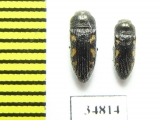 Acmaeodera bipunctata  Turkey - INSECTS-STORE.RU
