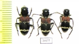Clerus dealbatus  Russia, Far East - INSECTS-STORE.RU