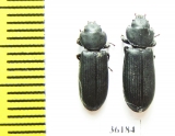 Trogossitidae sp.  Thailand - INSECTS-STORE.RU