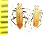 Cerambycidae sp., pair  South Africa Rep. - INSECTS-STORE.RU