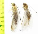 Ascalaphidae sp.  Tajikistan - INSECTS-STORE.RU