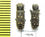 Bostrichidae sp.  South Africa Rep. - INSECTS-STORE.RU