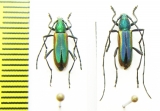 Chrysoprasis auriventris, pair  Argentina - INSECTS-STORE.RU