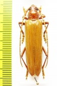 Cerambycidae sp.  Honduras - INSECTS-STORE.RU