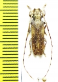 Deroplia troberti  Morocco - INSECTS-STORE.RU