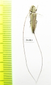 Cerambycidae sp.  Malawi - INSECTS-STORE.RU