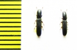 Colydium lineola  USA - INSECTS-STORE.RU