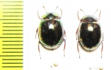 Tenebrionidae sp.  Malaysia, Borneo - INSECTS-STORE.RU