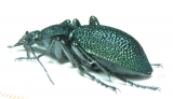Carabus (Procerus) scabrosus antonkozlovi, male  Armenia 45mm TOPOTYPUS - INSECTS-STORE.RU