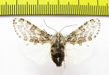 Erebidae sp.  Bolivia - INSECTS-STORE.RU