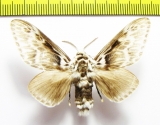 Lasiocampidae sp.  Honduras - INSECTS-STORE.RU