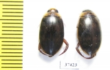 Dytiscidae sp.  South Africa Rep. - INSECTS-STORE.RU