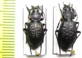 Carabus (Diocarabus) loschnikovi, pair  Russia, Krasnoyarsk reg. - INSECTS-STORE.RU