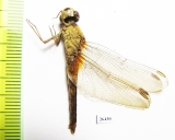 Odonata sp.  Oman - INSECTS-STORE.RU
