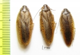 Blattodea sp.  Madagascar - INSECTS-STORE.RU