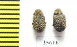 Trogidae sp.  Madagascar - INSECTS-STORE.RU