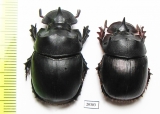 Catharsius sp., male  Thailand - INSECTS-STORE.RU