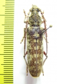 Cerambycidae sp.  Malaysia, Borneo - INSECTS-STORE.RU