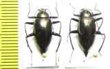 Caudatamarygmus notabilis  Philippines - INSECTS-STORE.RU