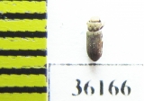 Cnemeplatiini sp.  Thailand - INSECTS-STORE.RU