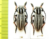 Dorcadion abakumovi  Kazakhstan - INSECTS-STORE.RU