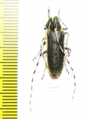 Agapanthia pustulifera  Jordan - INSECTS-STORE.RU