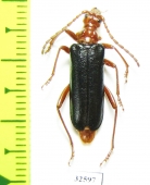 Rhamnusium bicolor  Poland - INSECTS-STORE.RU