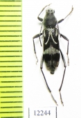 Chlorophorus motschulskyi  Russia, Far East - INSECTS-STORE.RU