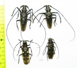 Monochamus urussovi, pair  Russia, Tver reg. - INSECTS-STORE.RU